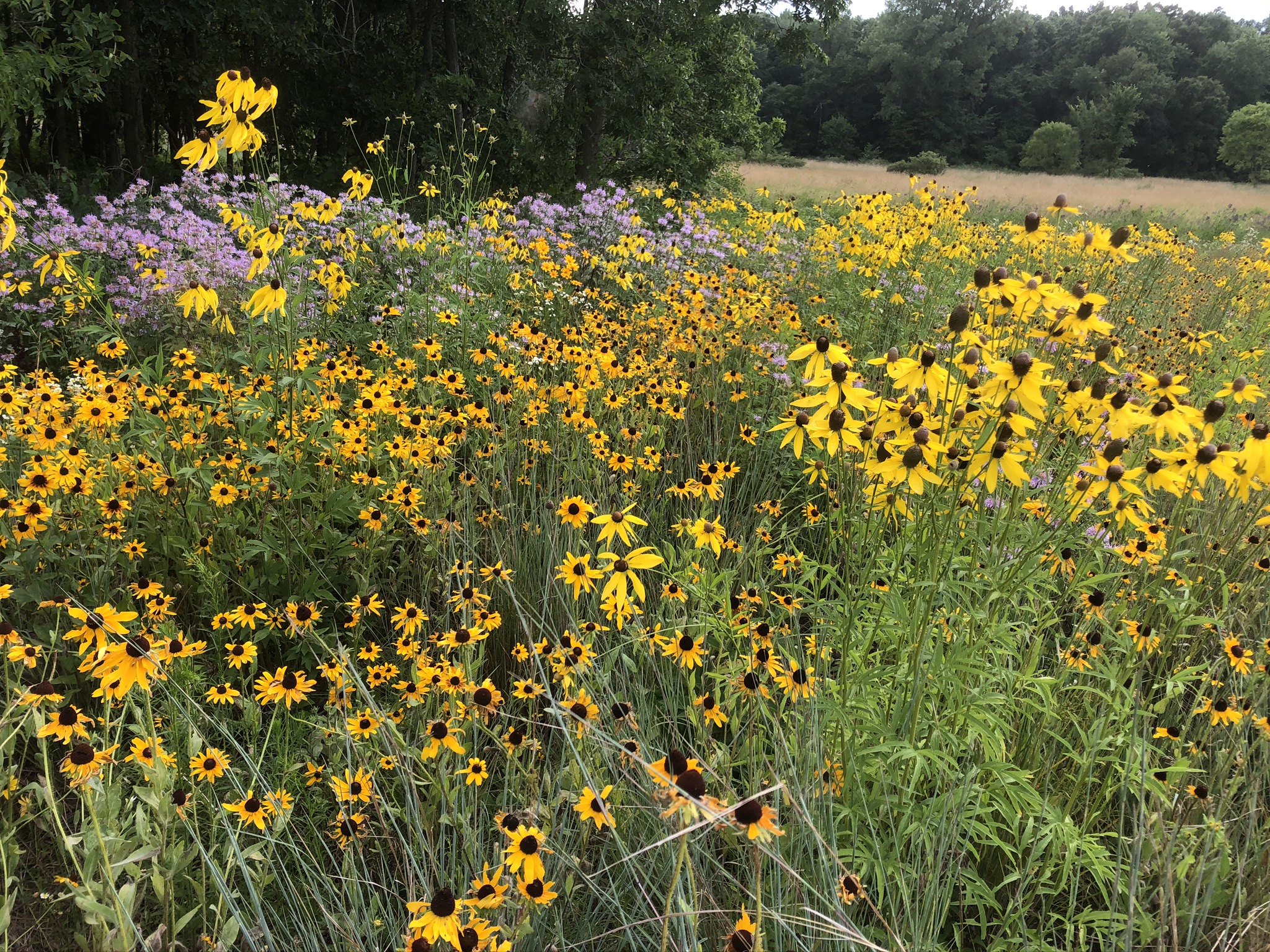 A field of black eyed susan flowers named for yellow petals and a dark brown center